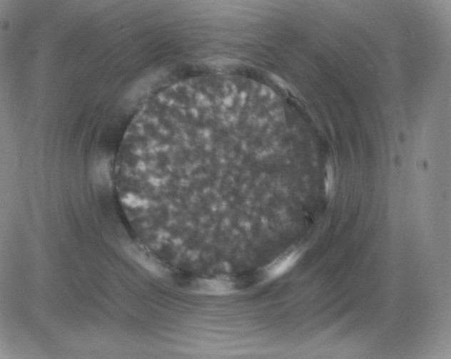 X0000080730286200701051107