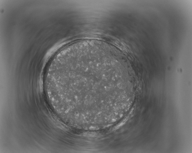 X0000080730294200701051106