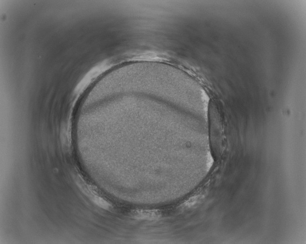 X0000080730296200701051106