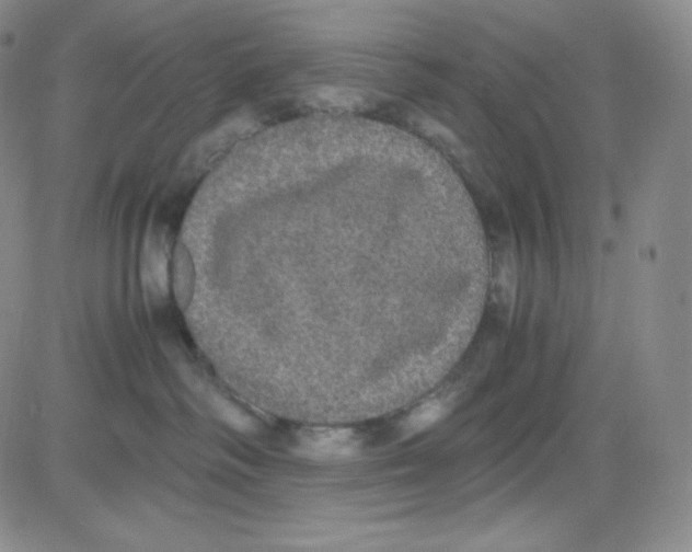 X0000080730334200701051105