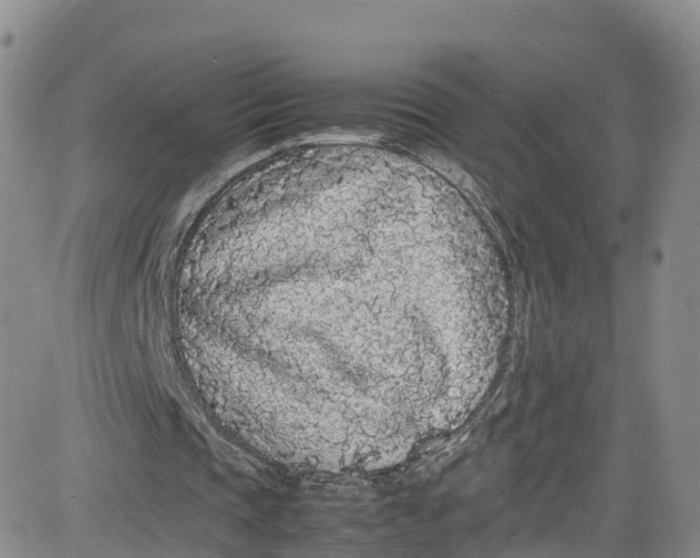 X0000080730337200701051104