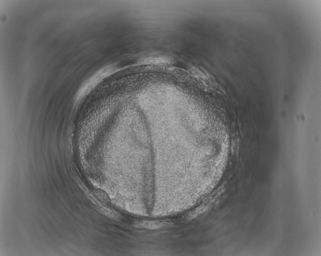 X0000080730341200701051104