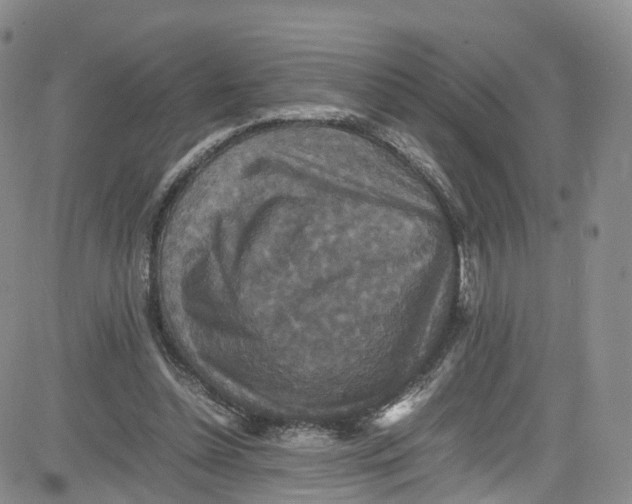 X0000080730348200701051104