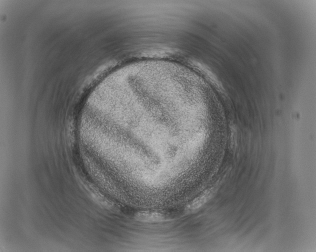 X0000080730354200701051105