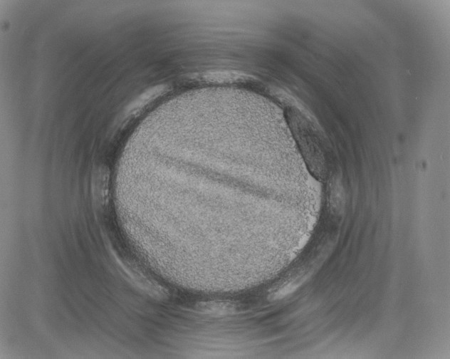 X0000080730356200701051105