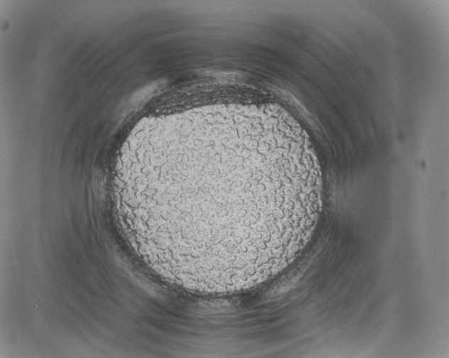 X0000080730357200701051105