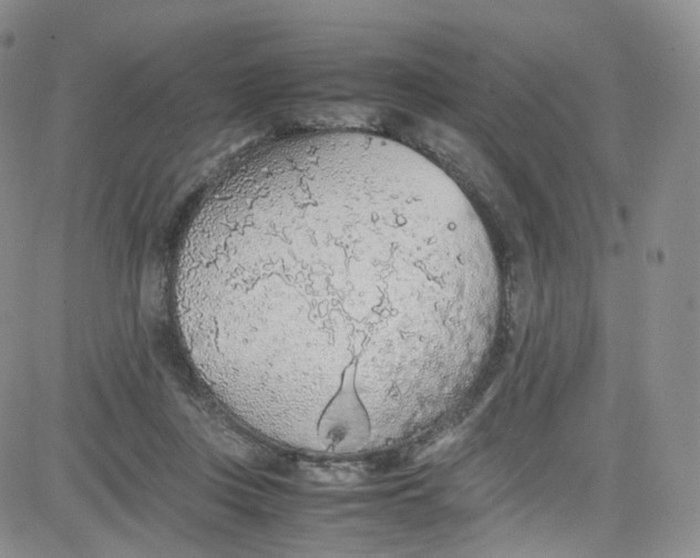 X0000080730359200701051105