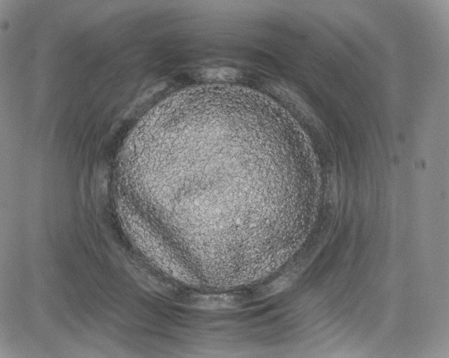 X0000080730363200701051105