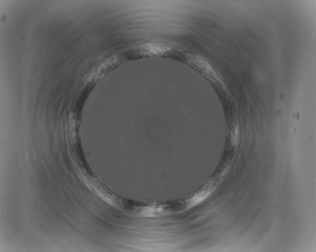 X0000080730366200701051105