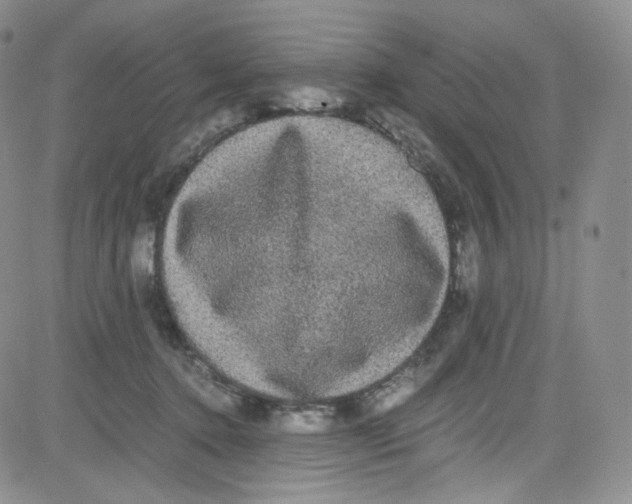 X0000080730368200701051105