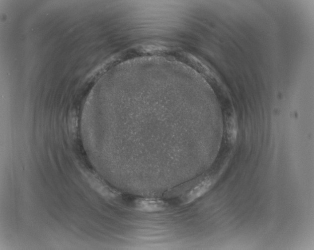 X0000080730372200701051105