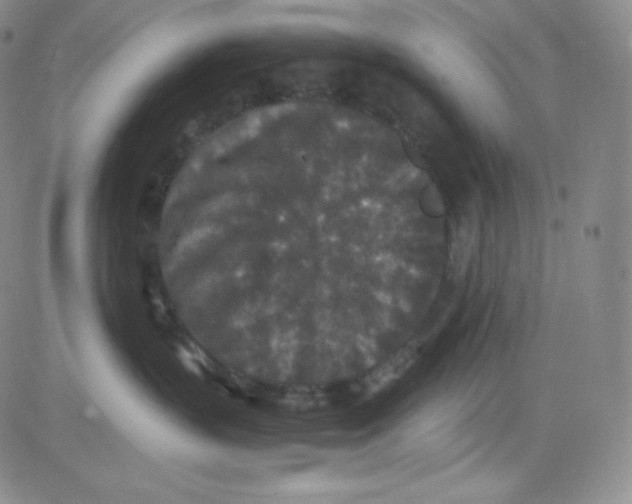 X0000080730383200701051105