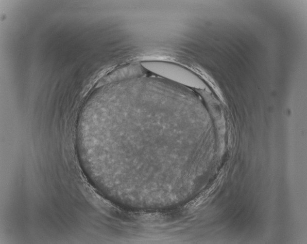 X0000080730385200701051104