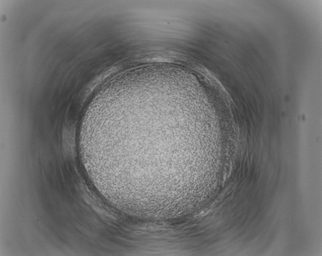 X0000080730386200701051104