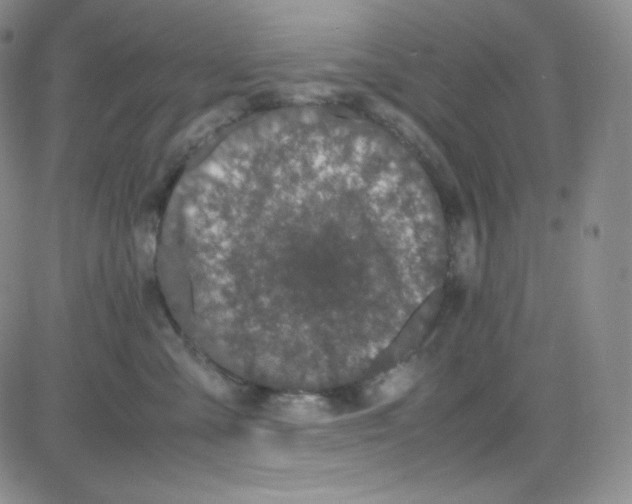 X0000080730427200701051104