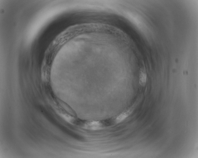 X0000080730431200701051104