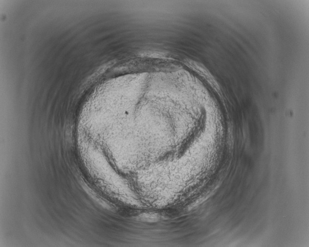 X0000080730441200701051103