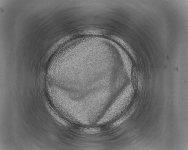 X0000080730445200701051103