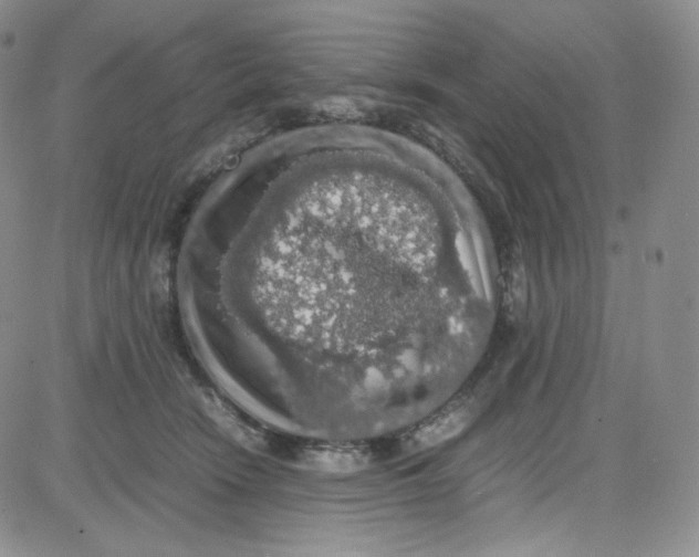 X0000080730466200701051103