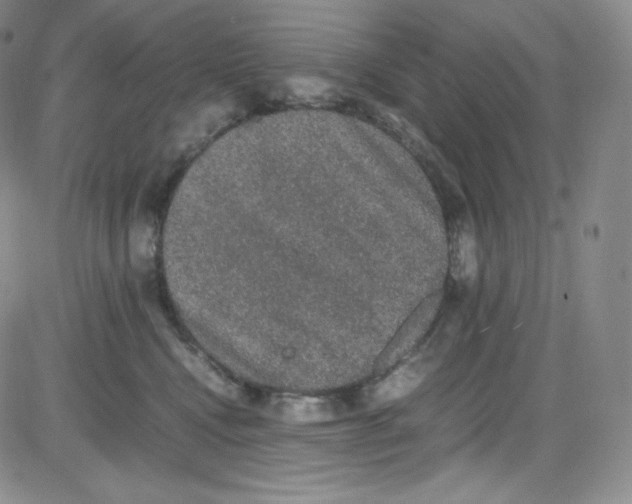 X0000080730472200701051103