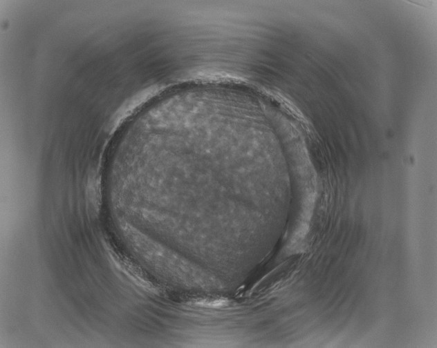 X0000080730488200701051103