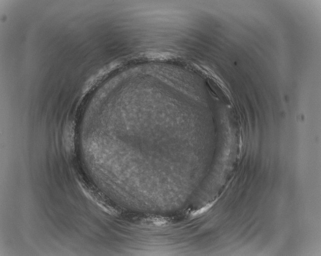 X0000080730492200701051103