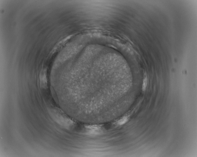 X0000080730516200701051102