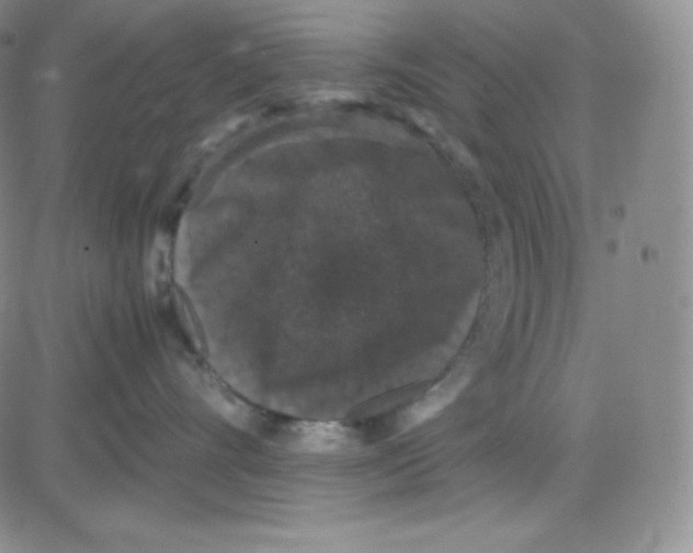 X0000080730528200701051102