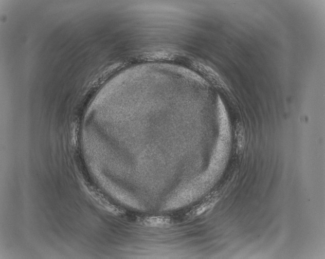 X0000080730546200701051101