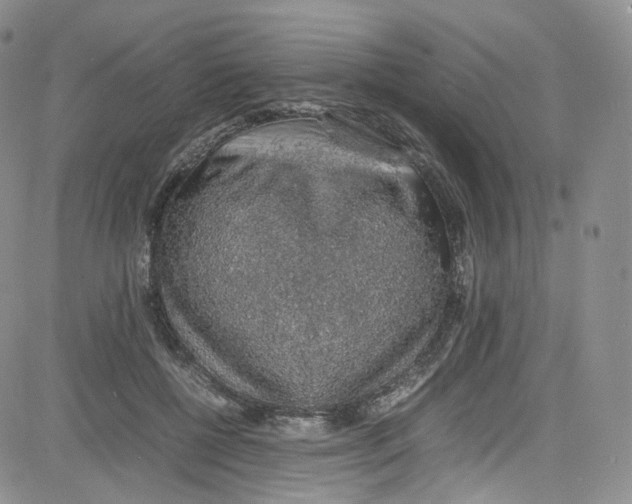 X0000080730552200701051102