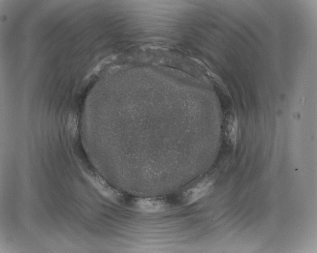 X0000080730568200701051102