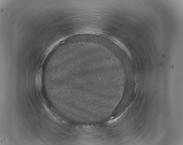 X0000080730580200701051101