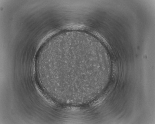 X0000080730582200701051101