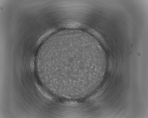 X0000080730586200701051101