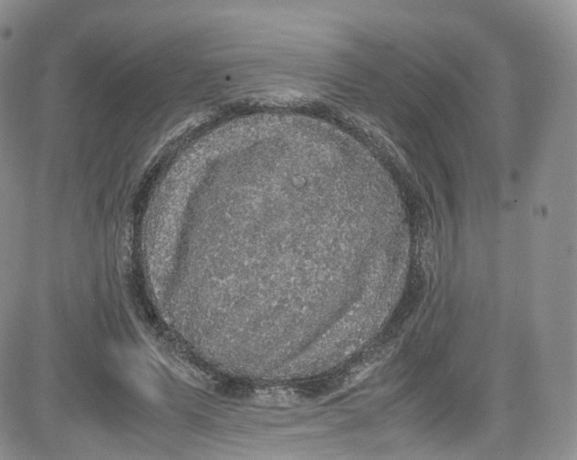 X0000080730591200701051101