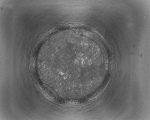 X0000080730593200701051101