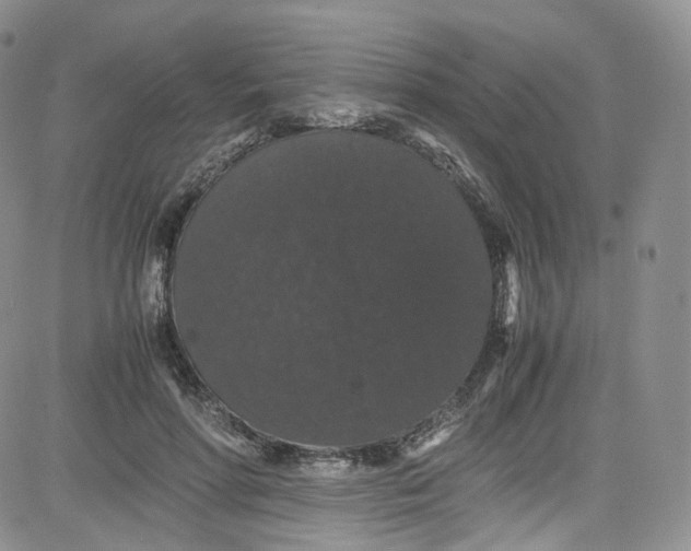 X0000080730598200701051101