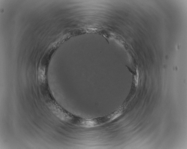 X0000080730610200701051101