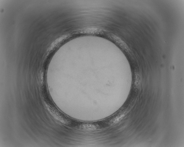 X0000080730636200701051100