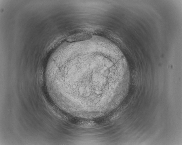 X0000080730642200701051100