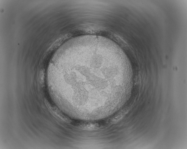 X0000080730646200701051100