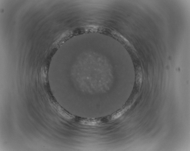 X0000080730661200701051100