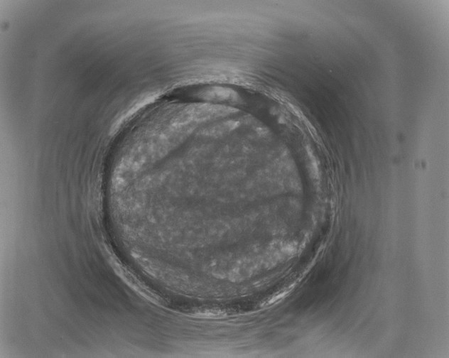 X0000080730677200701051100