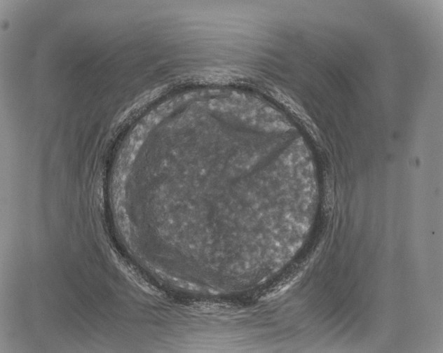 X0000080730681200701051059