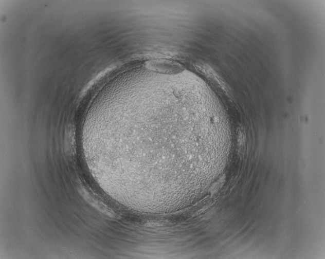 X0000080730684200701051059