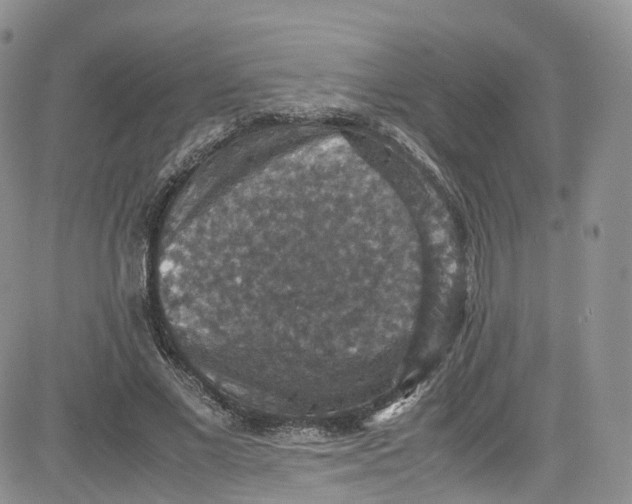 X0000080730685200701051059