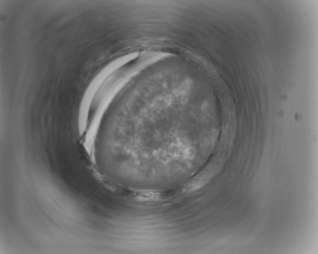 X0000080730720200701051059