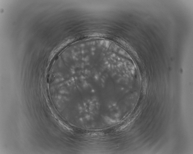 X0000080730721200701051058