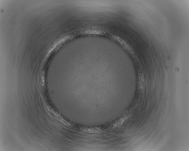 X0000080730731200701051058