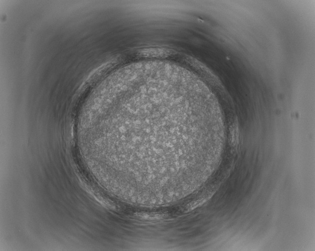 X0000080730733200701051058